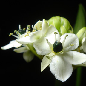 flooristik - © flooristik